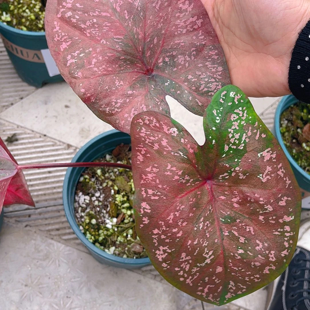 完全开放泰彩一物一拍156