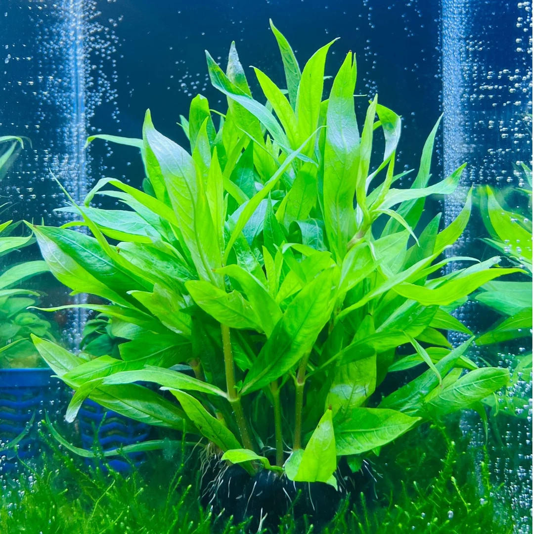 中柳大坨 挺水绿草活体阴性可造景净化水质淡水懒人水草