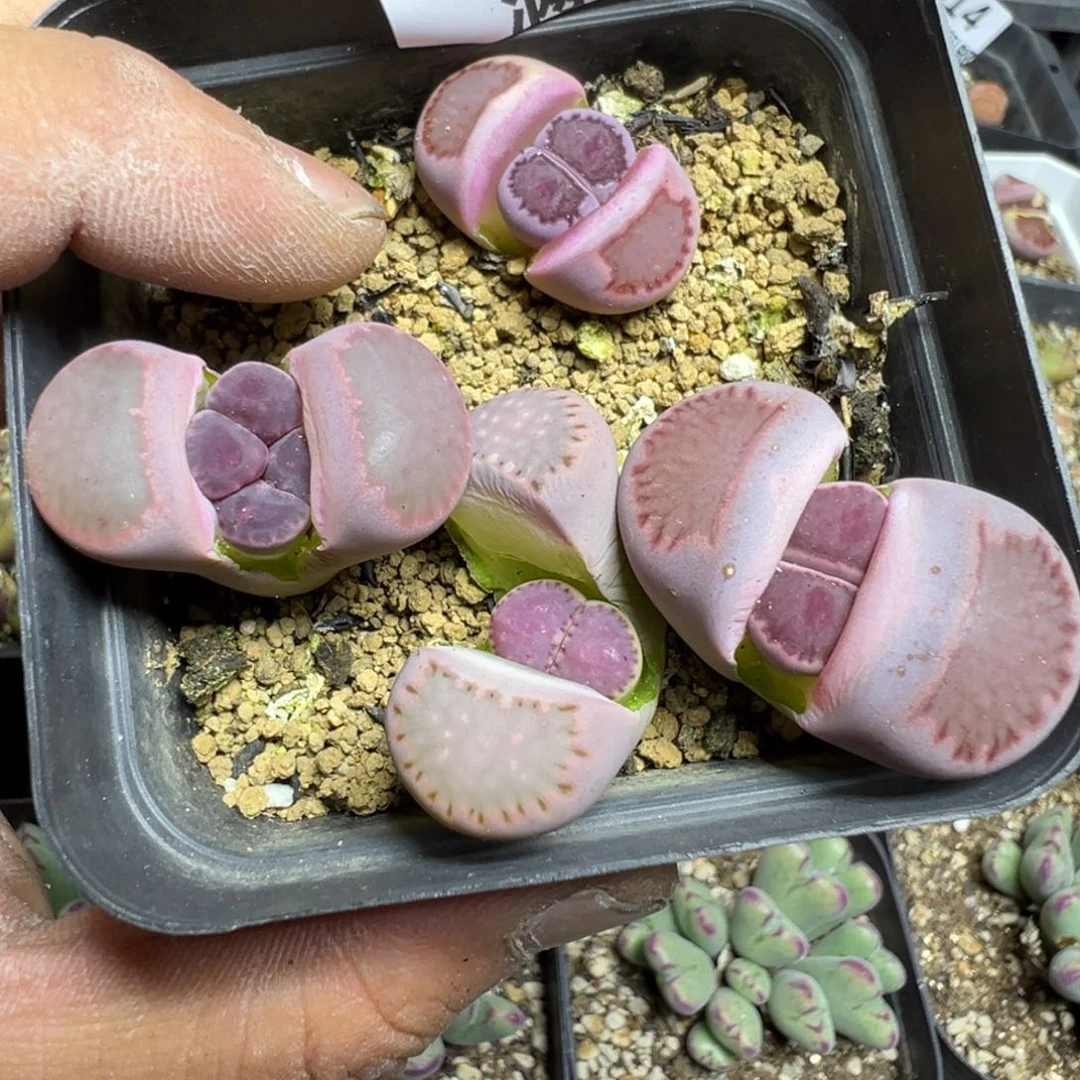 【闪购商品】 416。
