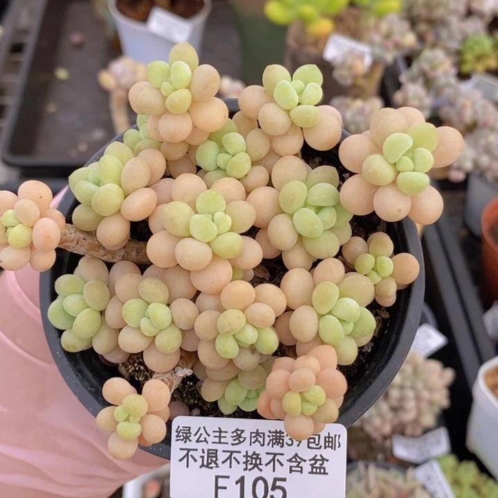 鱼子酱10cm105多肉植物