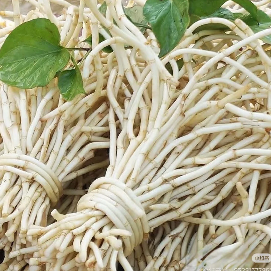 农家现挖新鲜折耳根粗脆嫩根味香浓郁可凉拌的鱼腥草