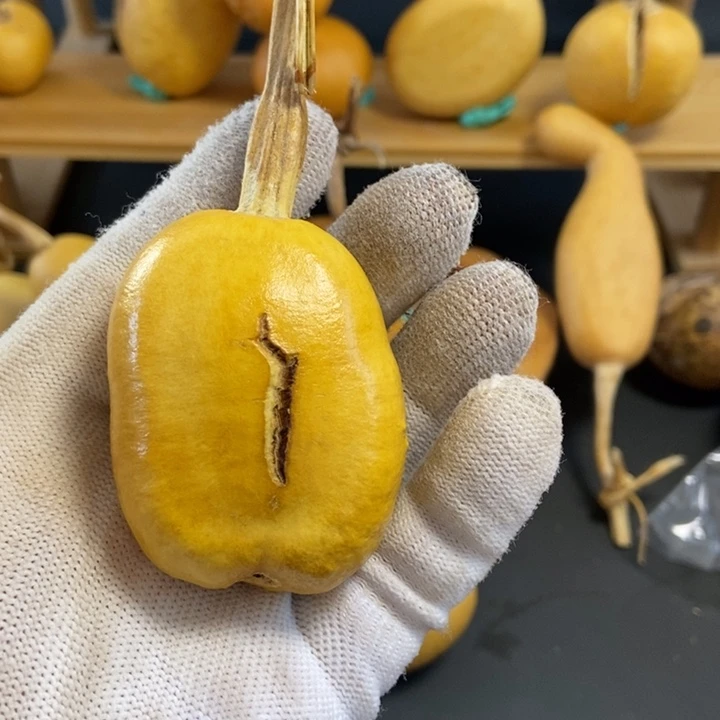 n**n葫芦葫芦真的