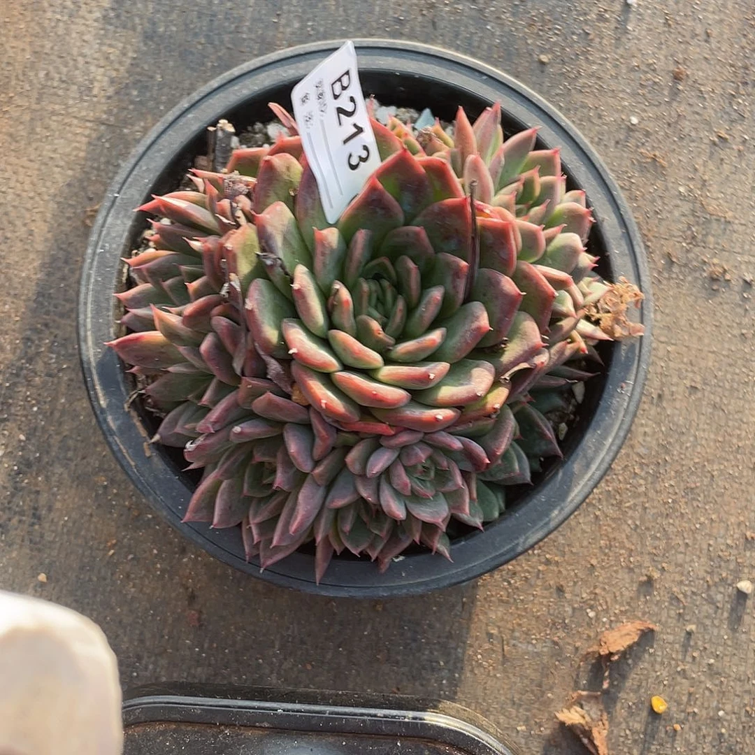 若如东云单拍B213