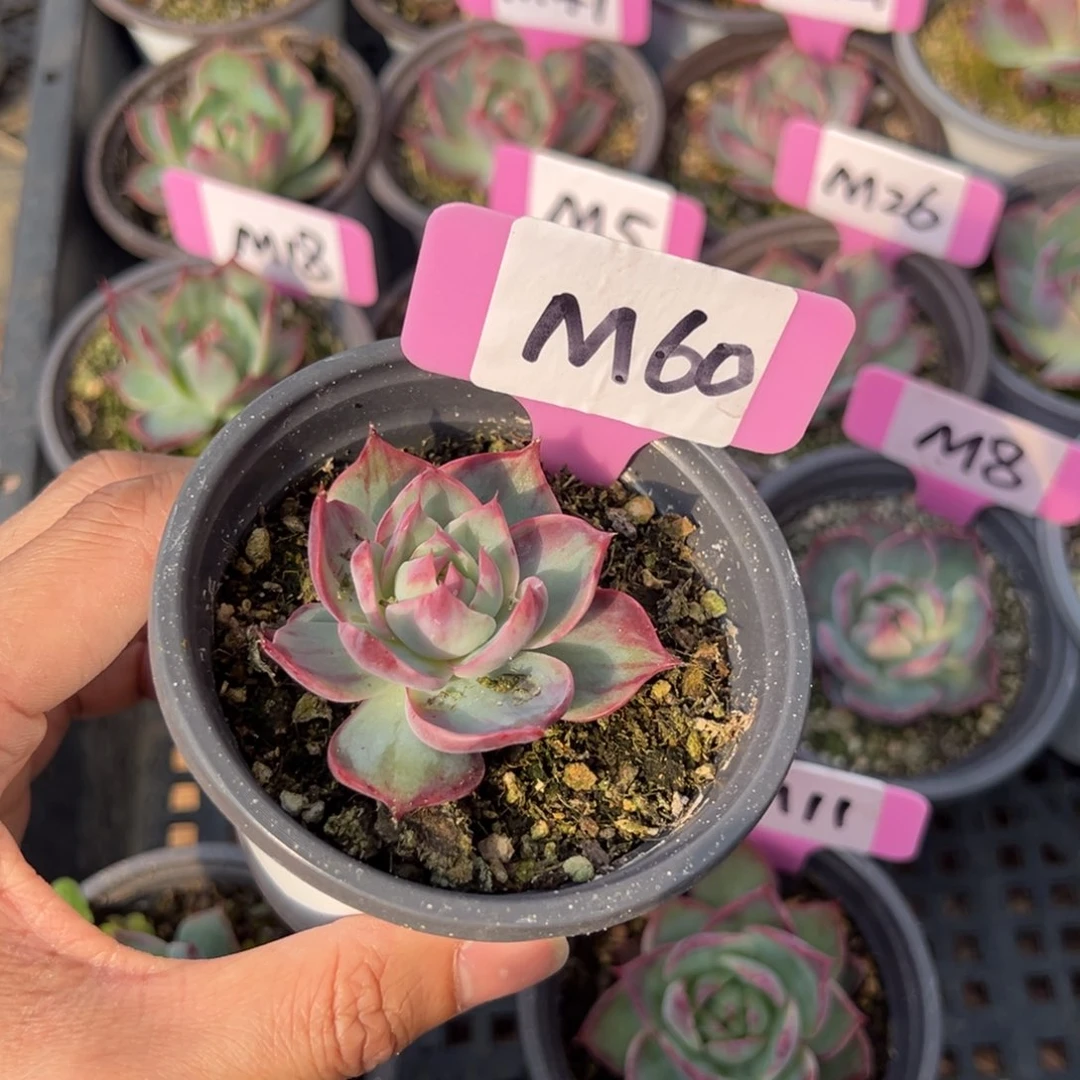 熊***毛M60惊鸿单头多肉