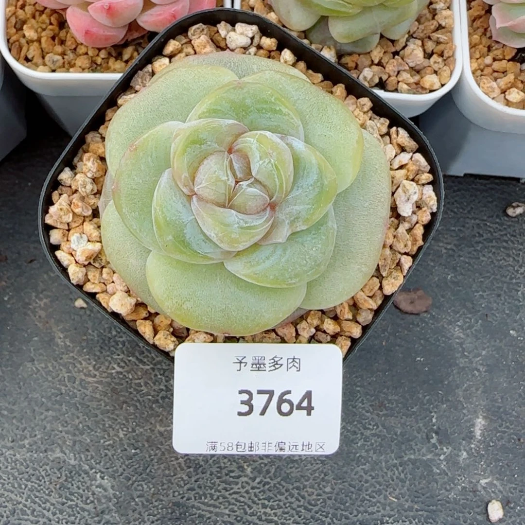 不*?柠檬茶，3764多肉植物