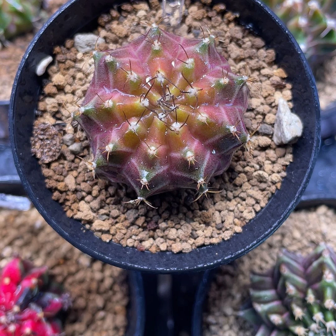 1-262轮回3.6厘米米哈