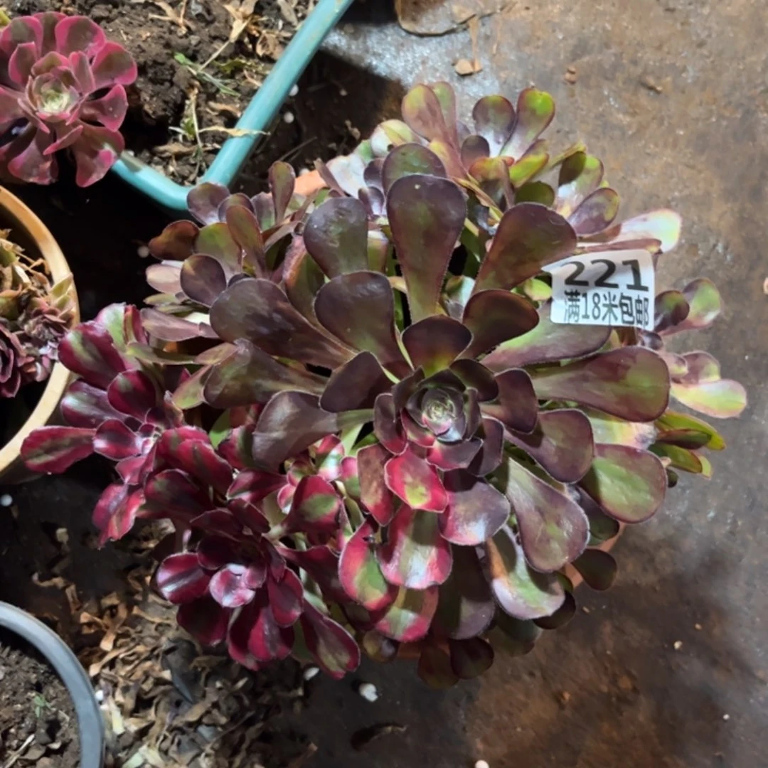 221云南多肉花蝴蝶无根发货