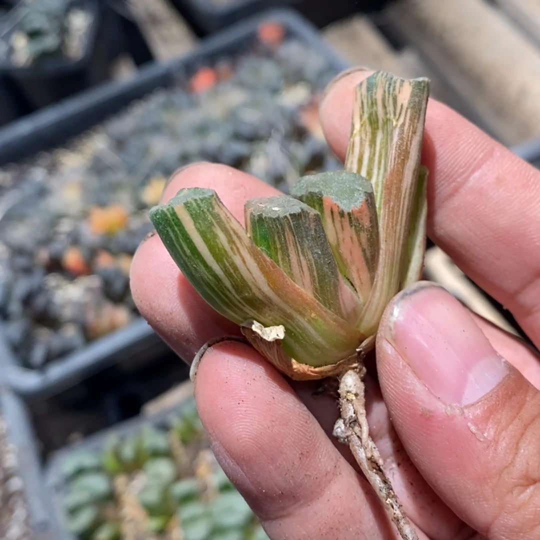 2640 一颗玉扇锦。超级福利