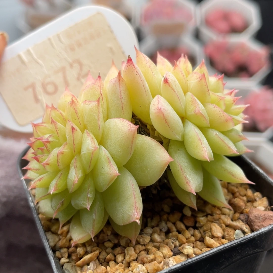 翡翠7672-6.0厘米