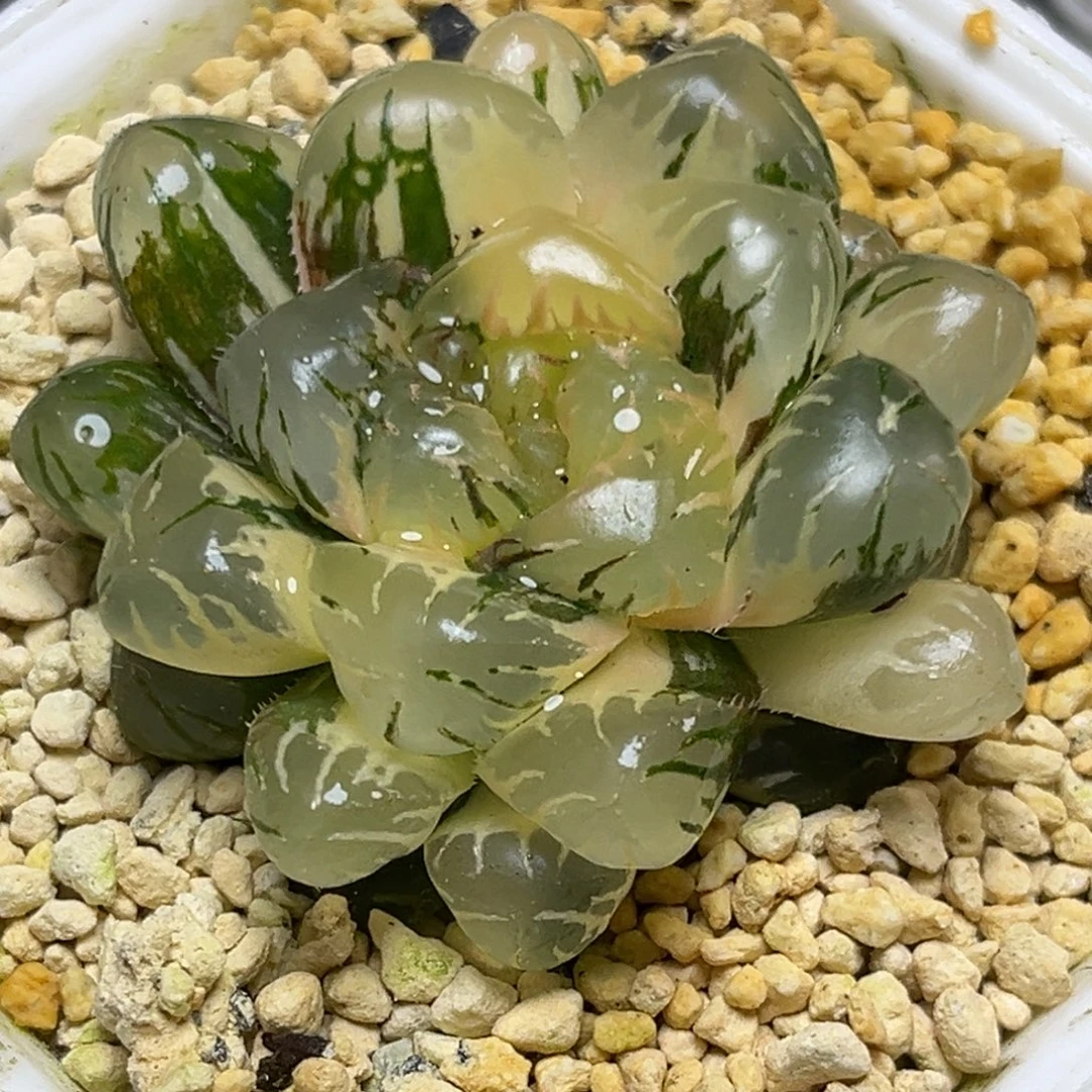 十二卷多肉植物1979大紫