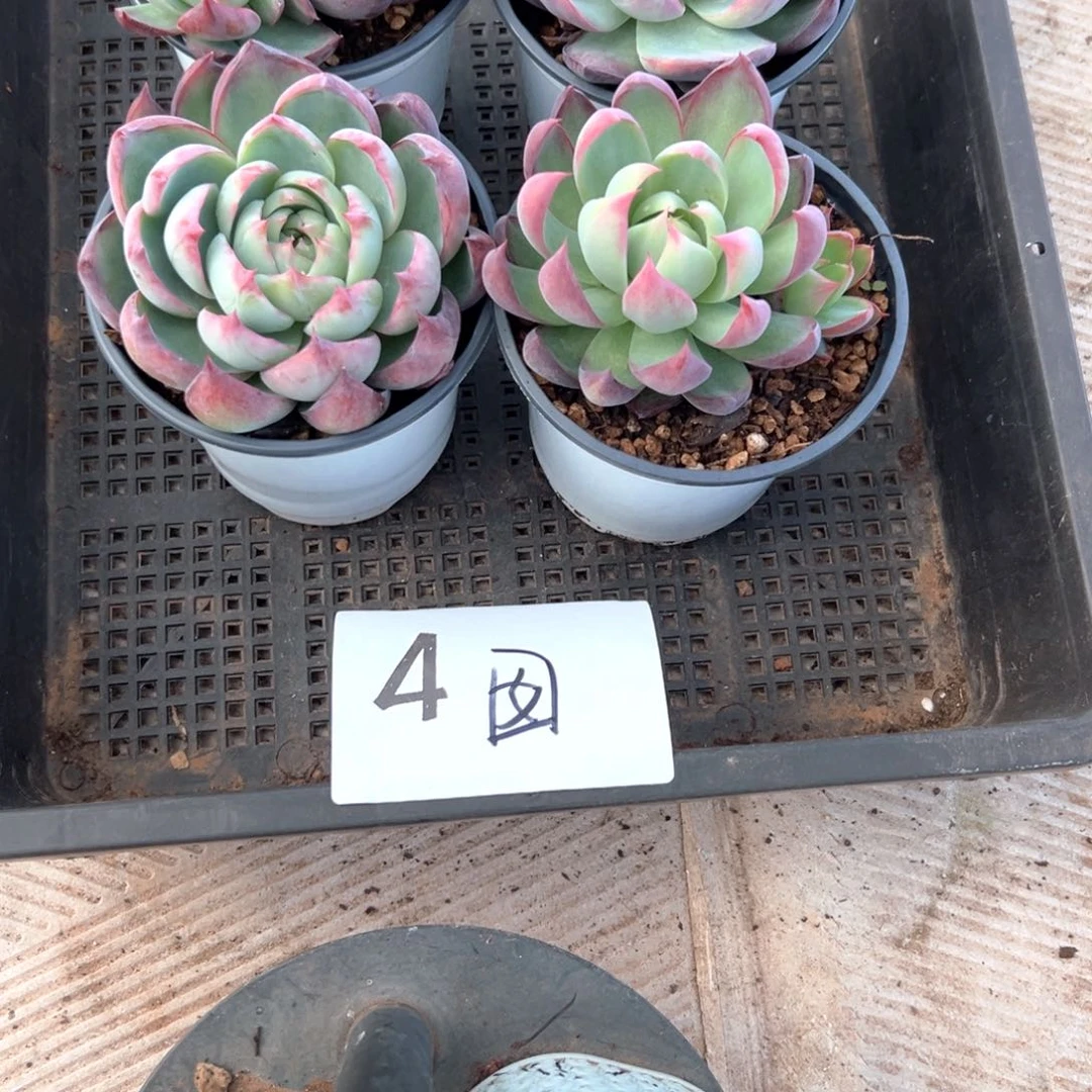 囡*゛4（是谁更丰富的效果