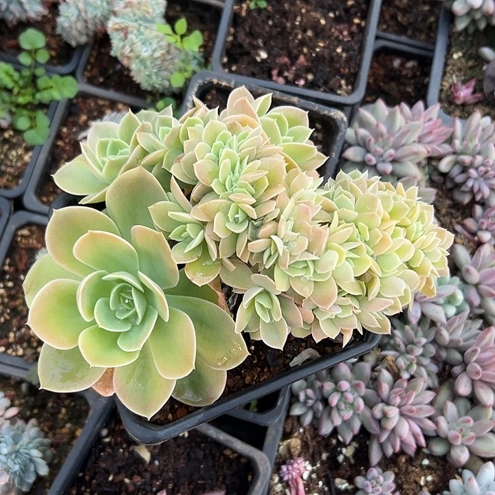 丝绸面纱群生缀化多肉