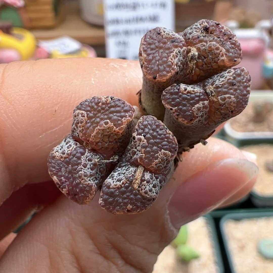 909。江南全窗超蝶 多肉