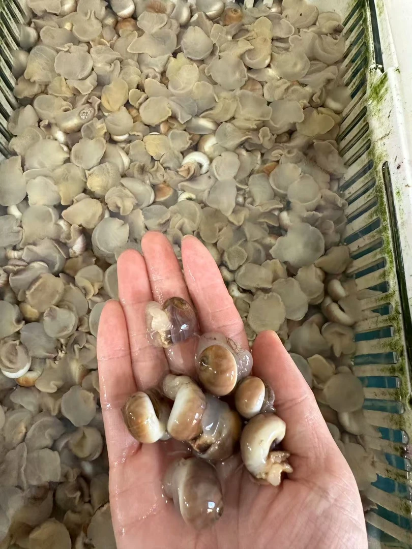 辣卤香螺  30一盒