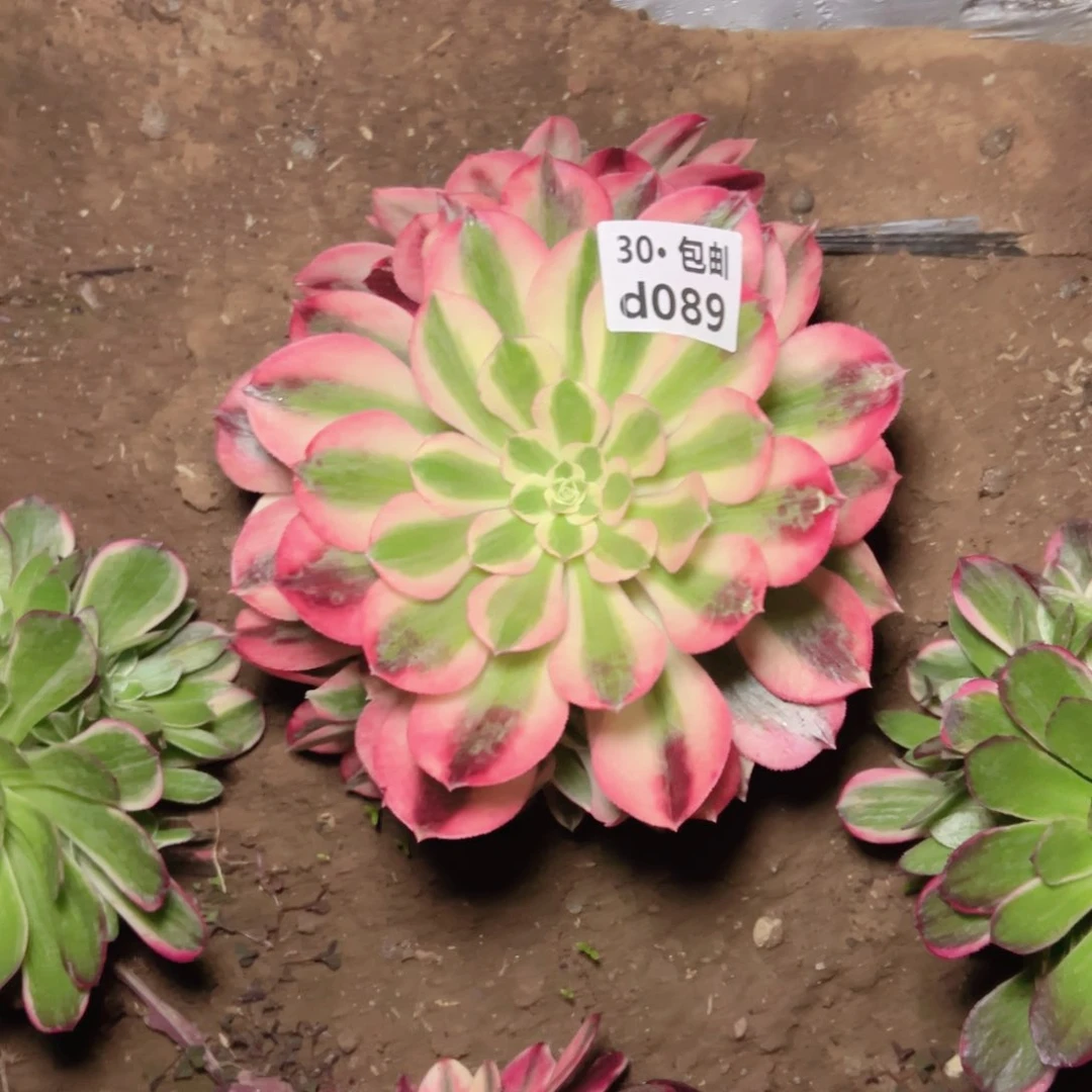 089女巫多肉法师