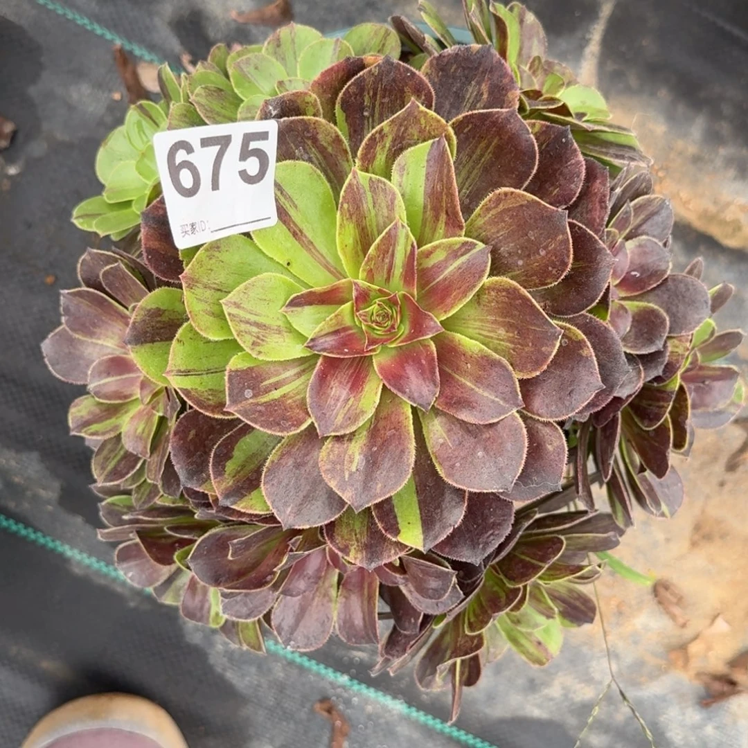 675花月夜多肉植物发货