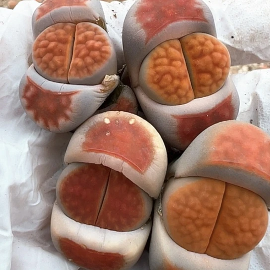 妧*0167.专拍111111111