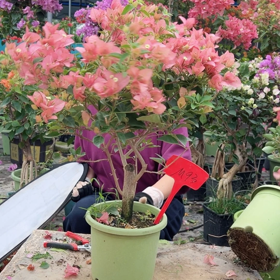 乐***常大部分花苞少量开放M93卡亚塔