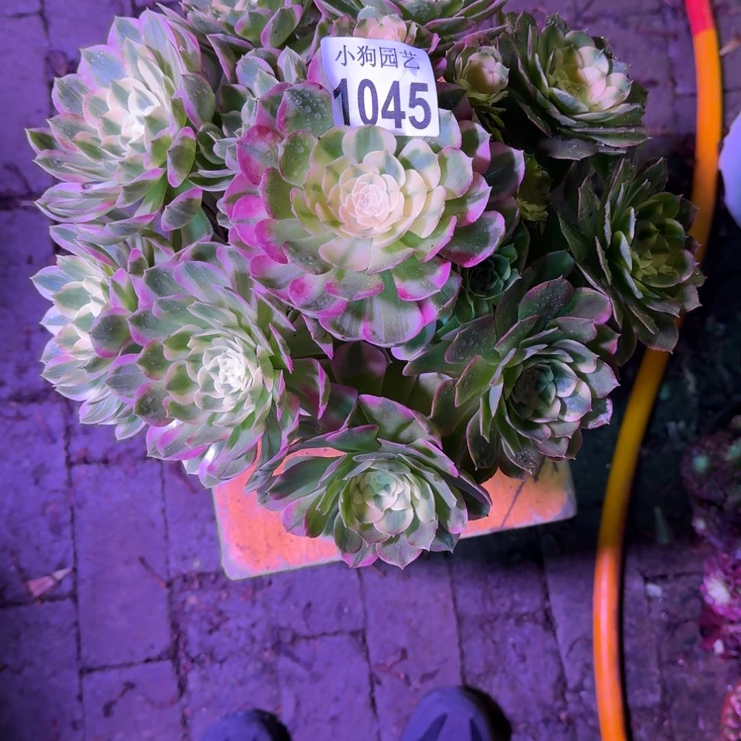 糖****海王多肉植物1045