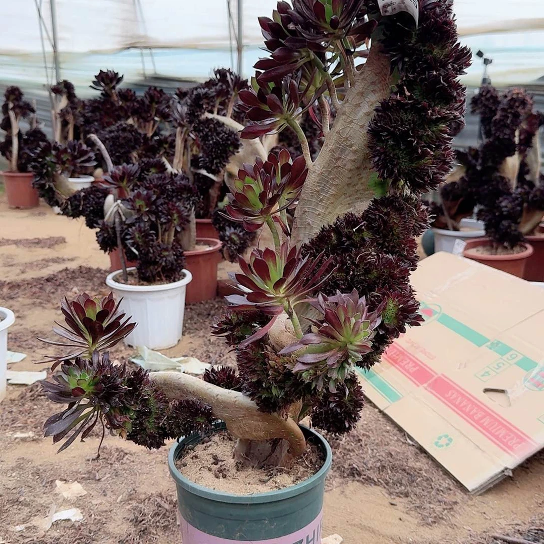 925黑法师一颗呀呀