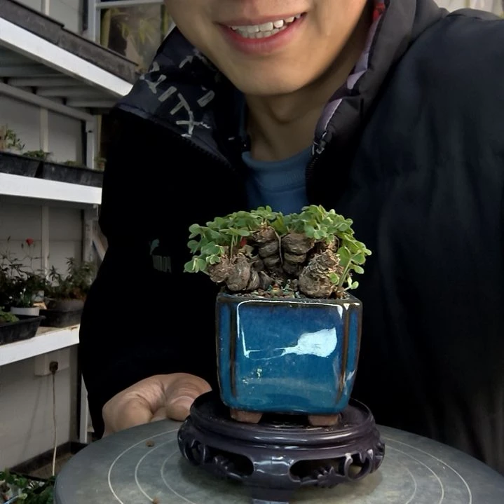 娣**力小盆景小植物一物一拍191