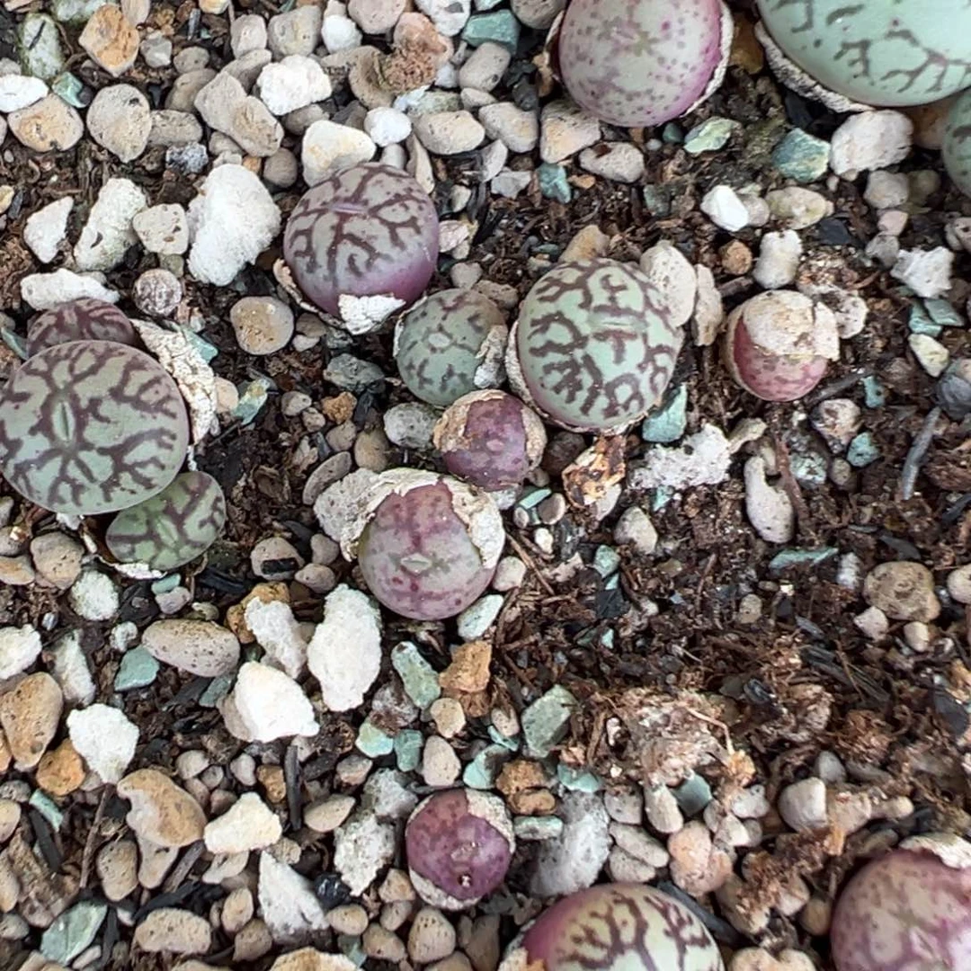 量拍1122猴脸杂超墨一颗