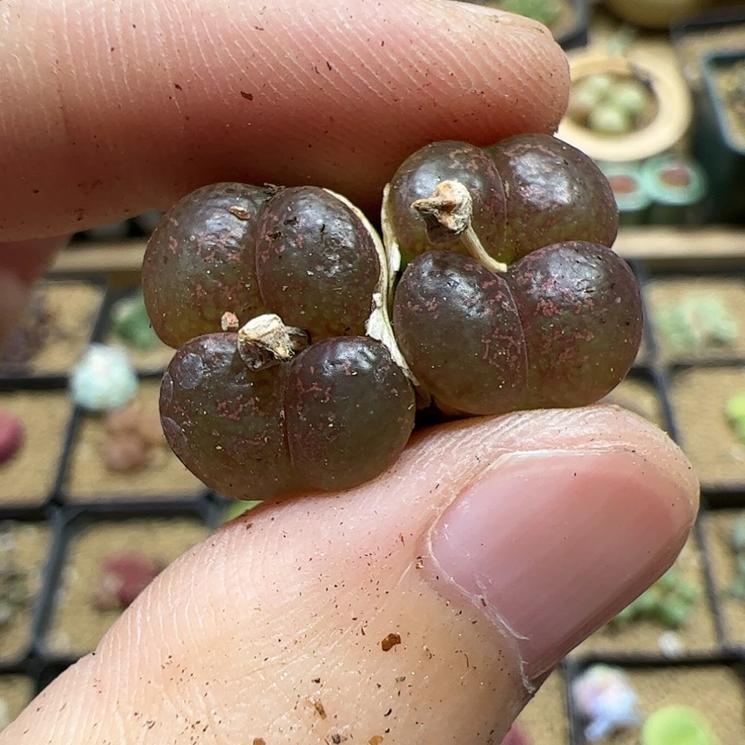 【闪购商品】163 勋章