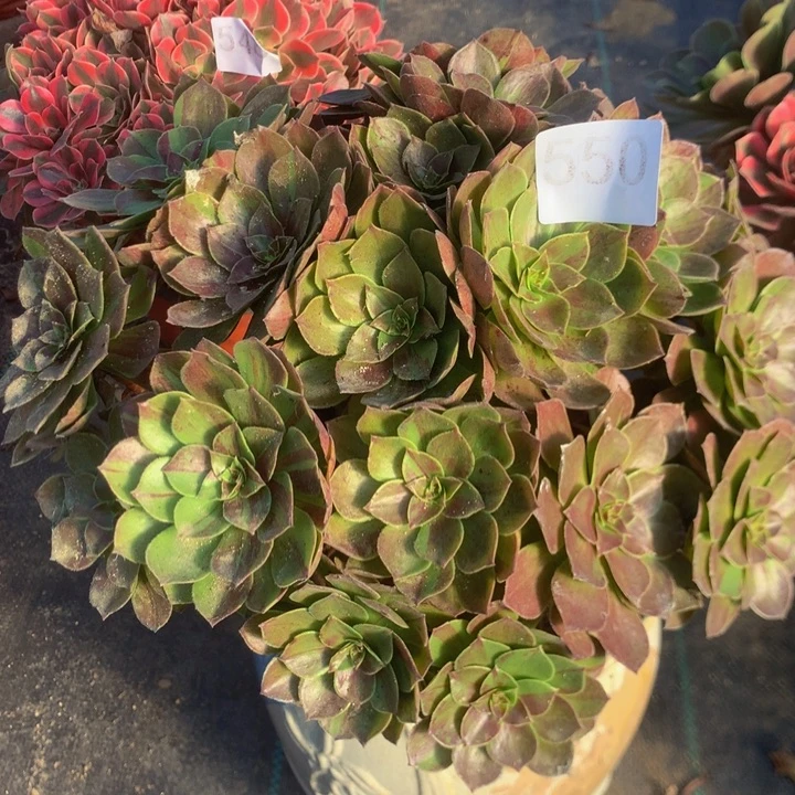 550花月夜多肉植物