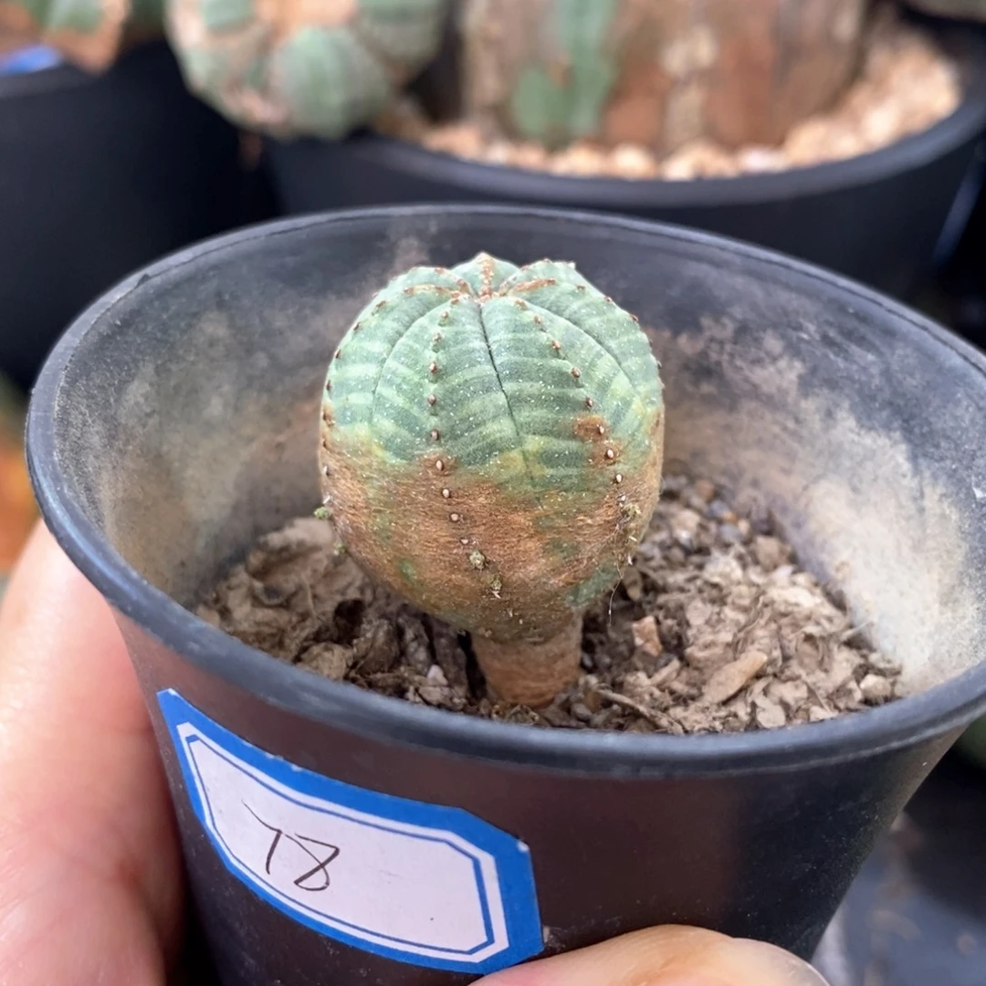 58欧系实生布纹球一物一拍