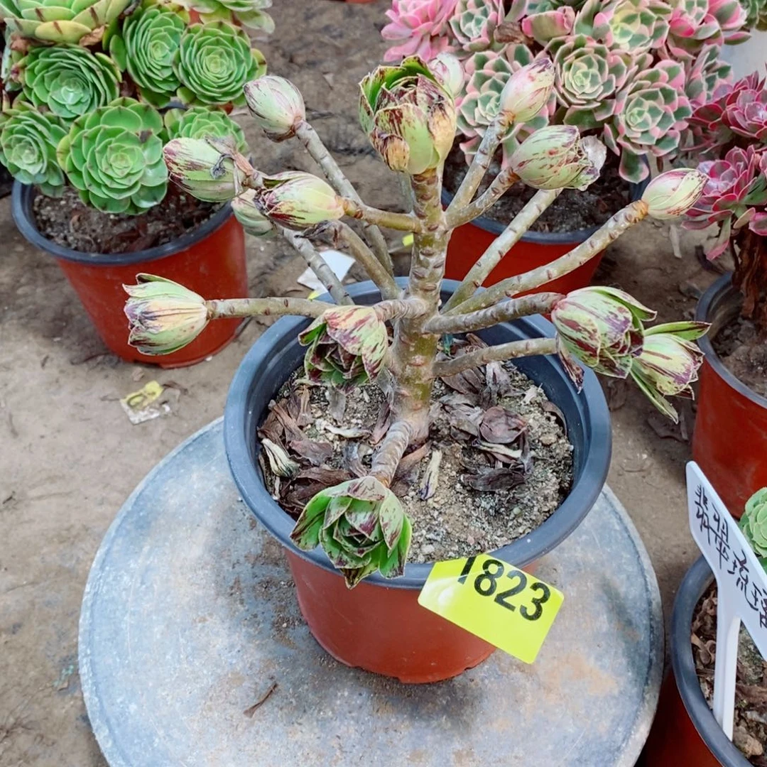 碧火多肉植物1823