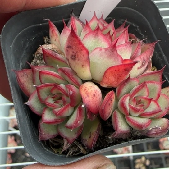 19号萤火虫一物一拍多肉