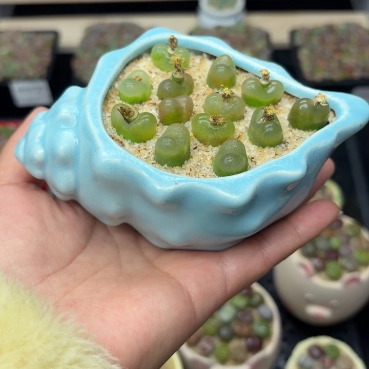 6047零下地区记得拍保温箱