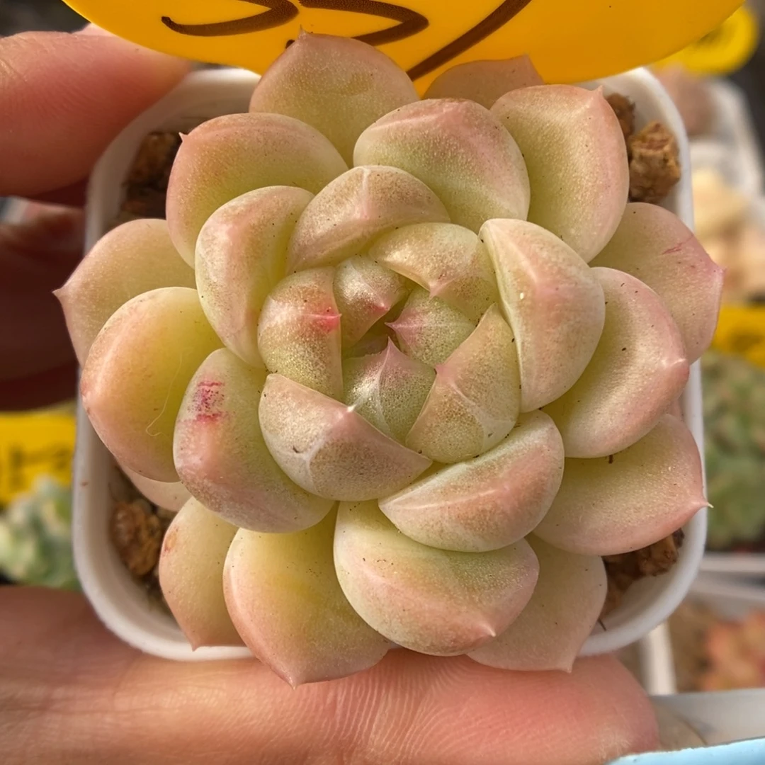 财富密码可拍339号。