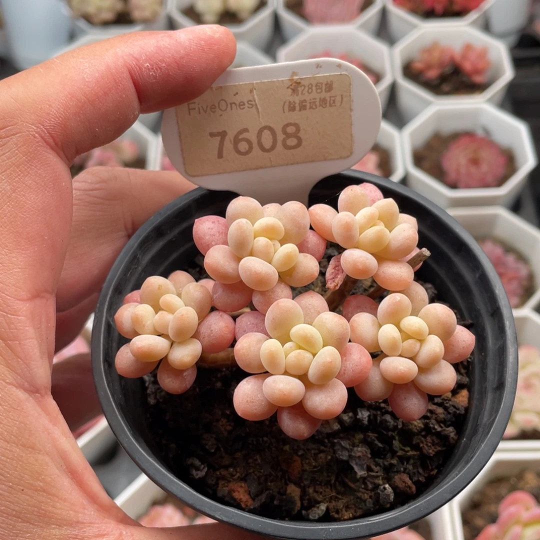 鱼子酱7608-7厘米