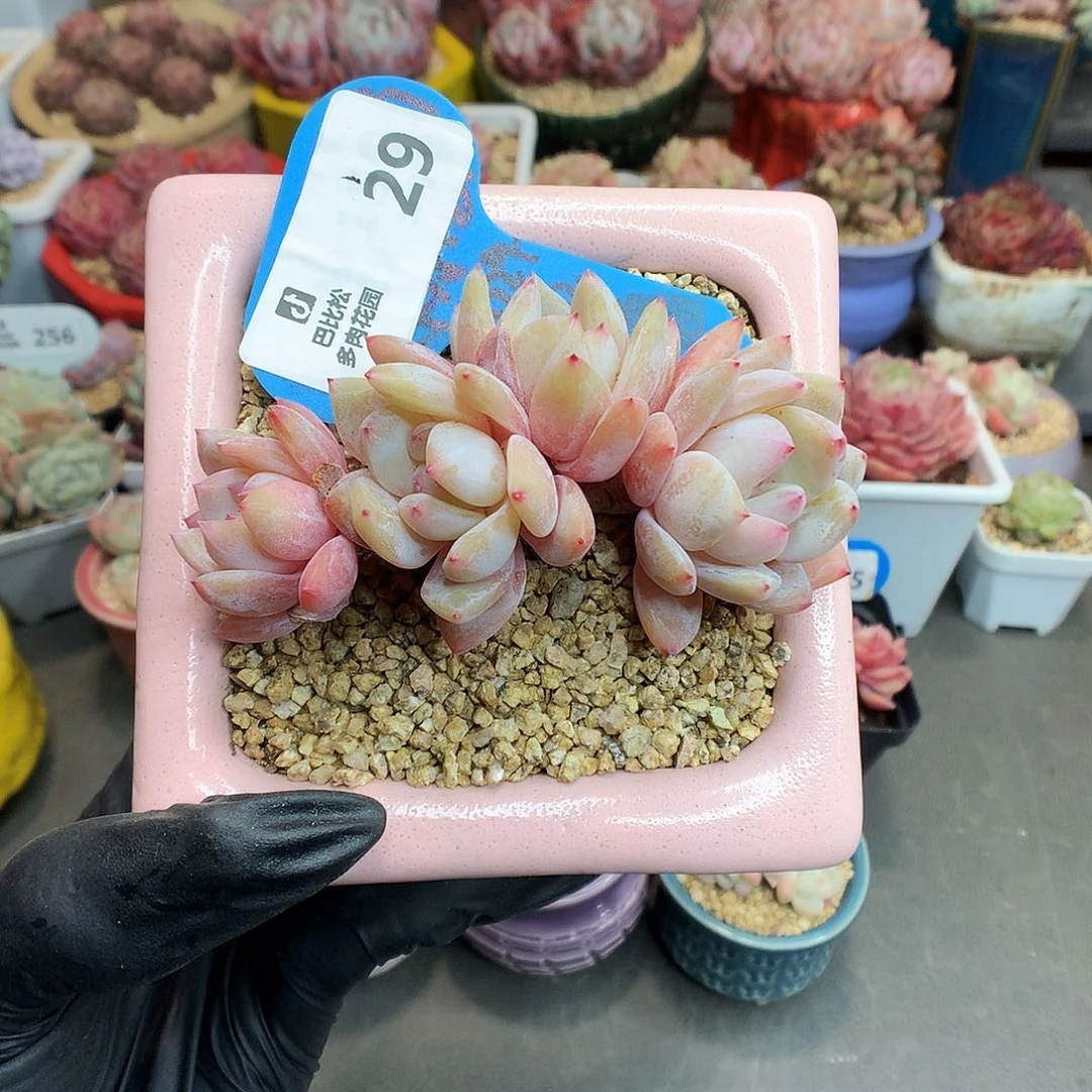 29 一字马雪天使多肉