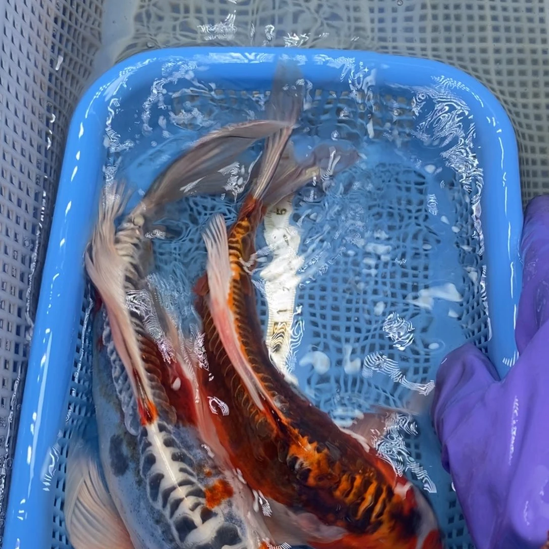 锦鲤冷水锦鲤包邮