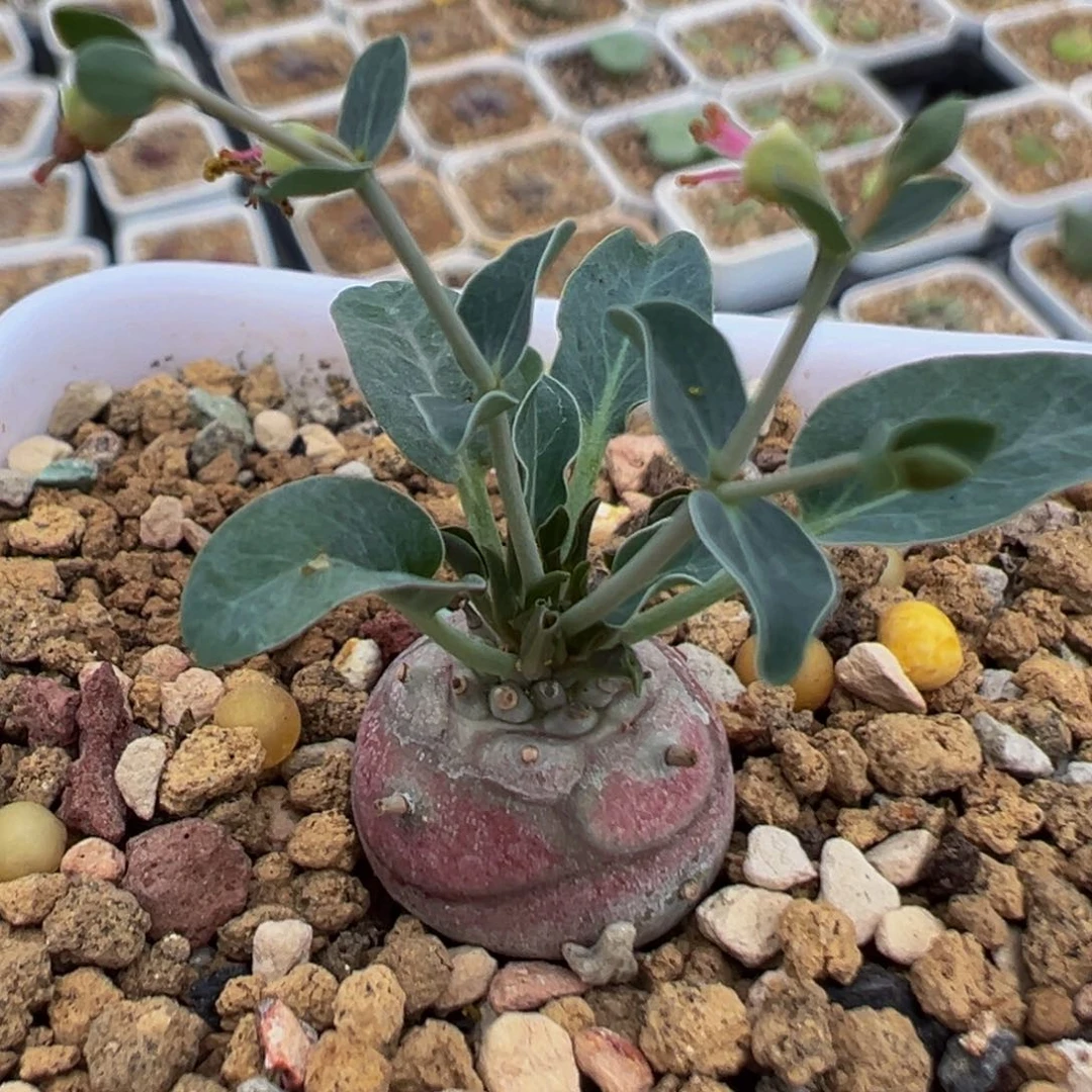 113多肉植物百科植物