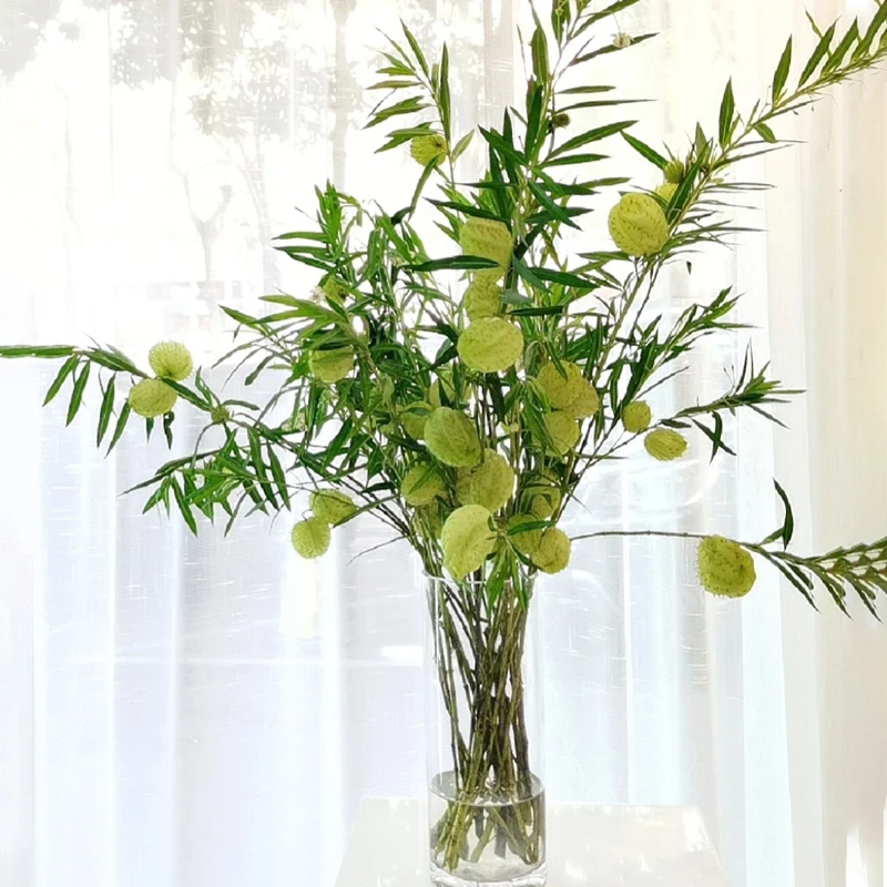 糖棉鲜花云南直发鲜切花绿植水培植物花束气球果插花小众鲜花唐棉