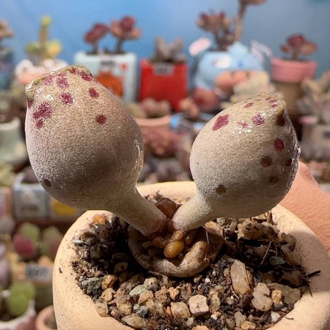 肥肥粉海豹 盆口3cm