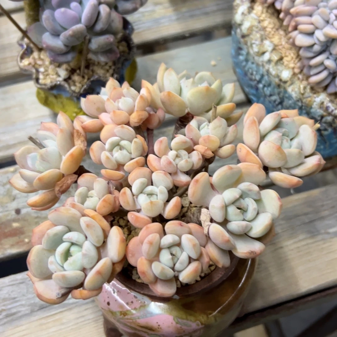 蜜桃格林18 零零多肉植物