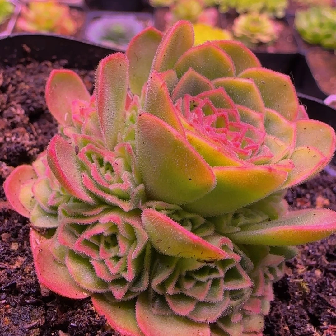 伊人捧花12134345868573833