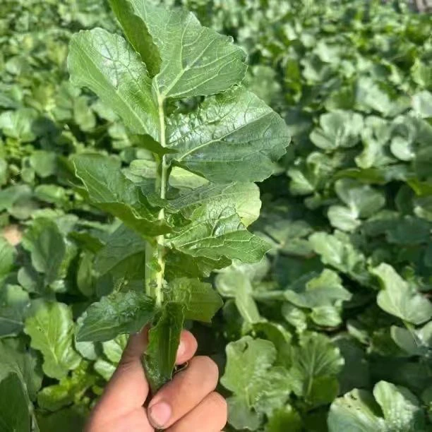 固始农村老奶奶自种露天萝卜缨新鲜带根可做泡菜的蔬菜