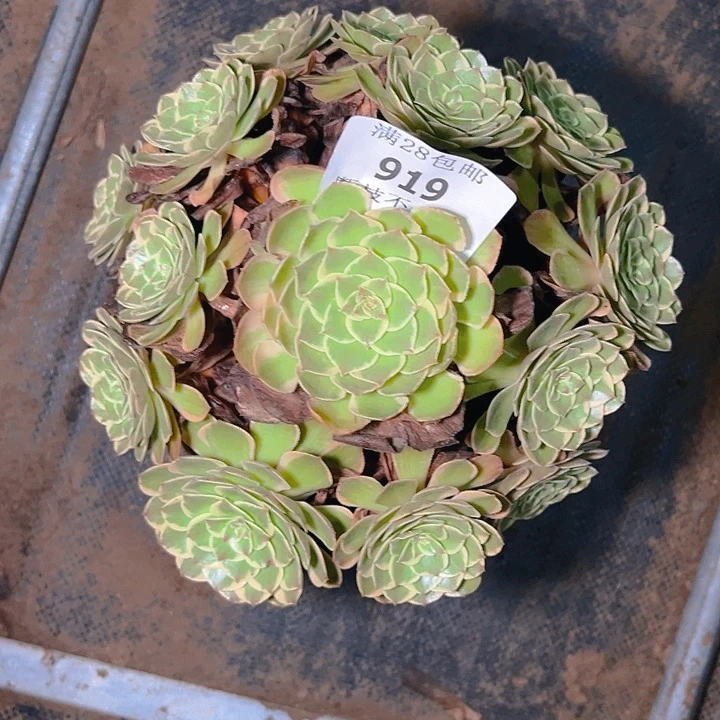 919粉花妖多肉植物