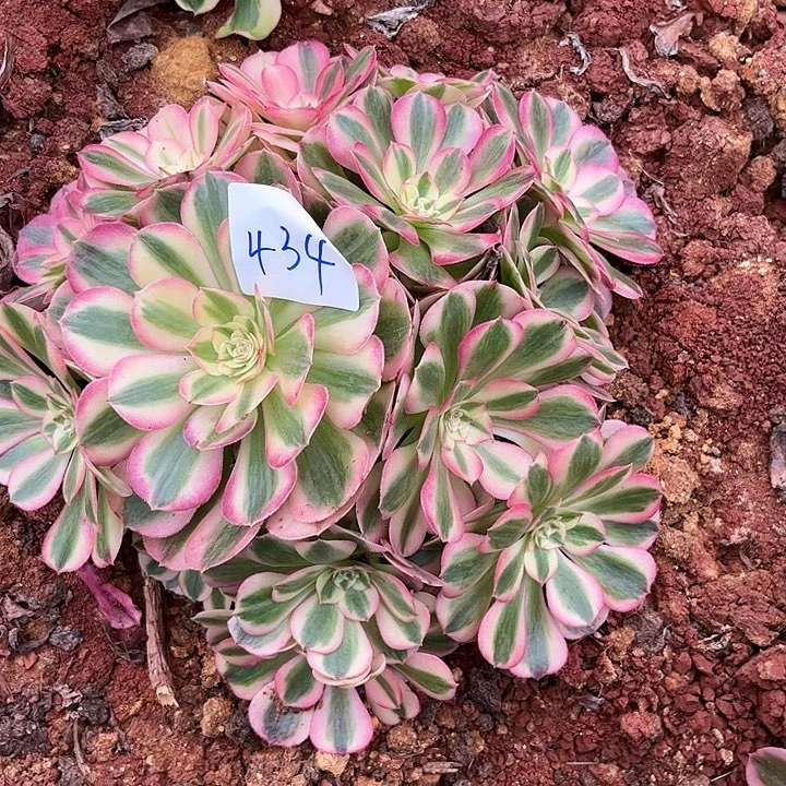434倾城朵朵发发发