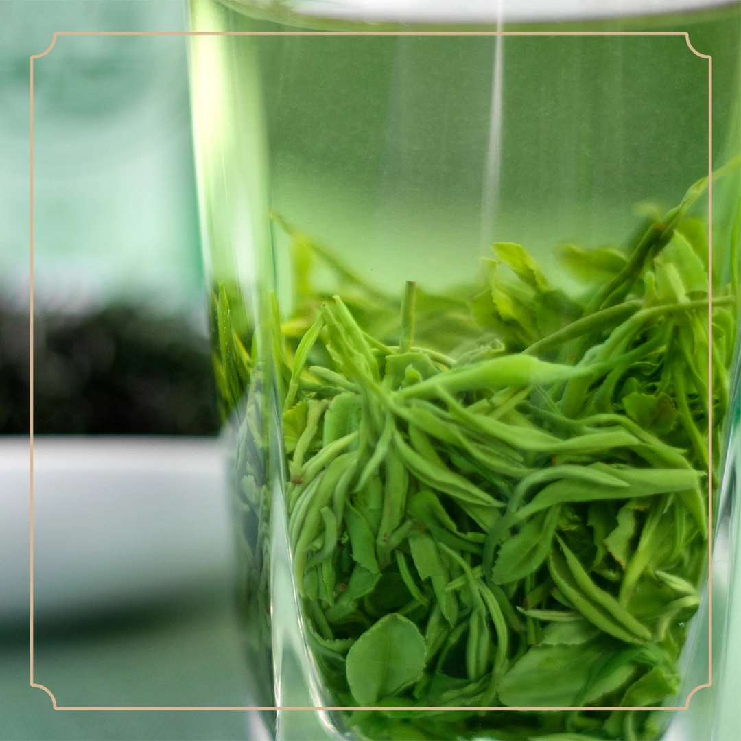 2025年狗牯脑高山绿茶春茶正宗珍品浓香耐泡