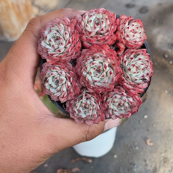 温***紓原始姬莲手捧多肉