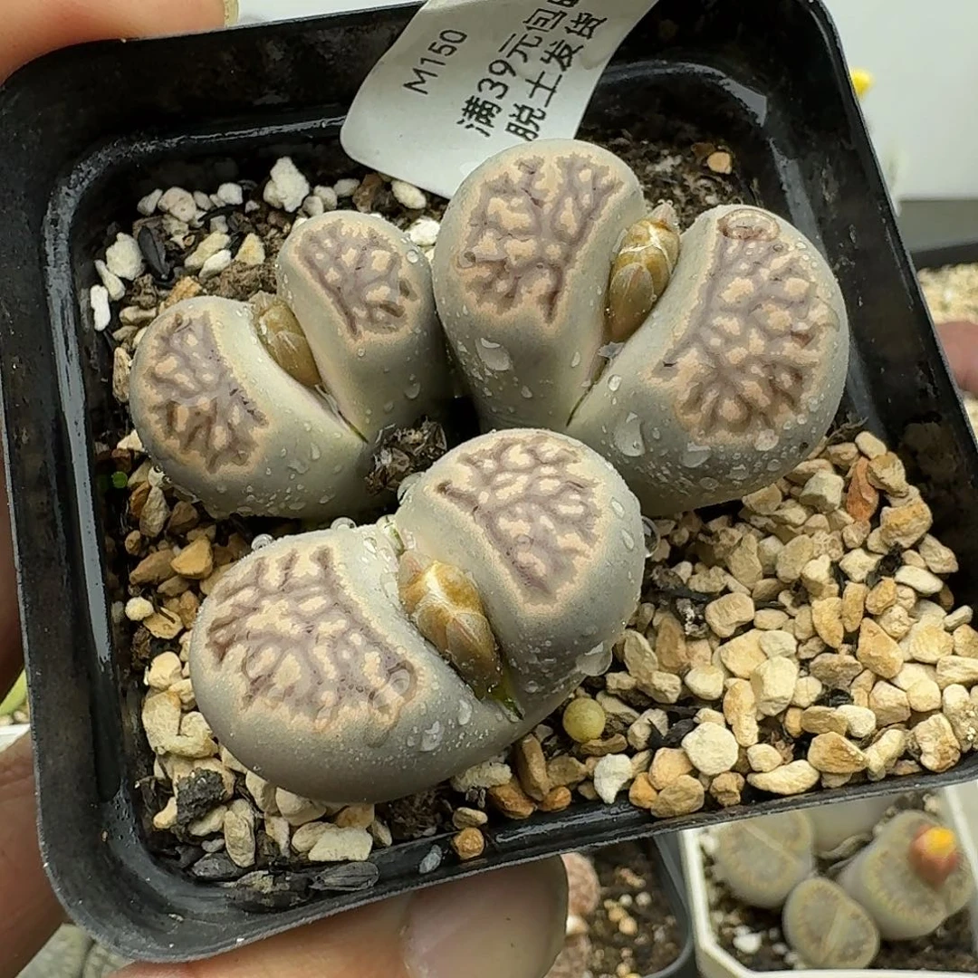 150多肉哈哈哈哈哈哈哈哈