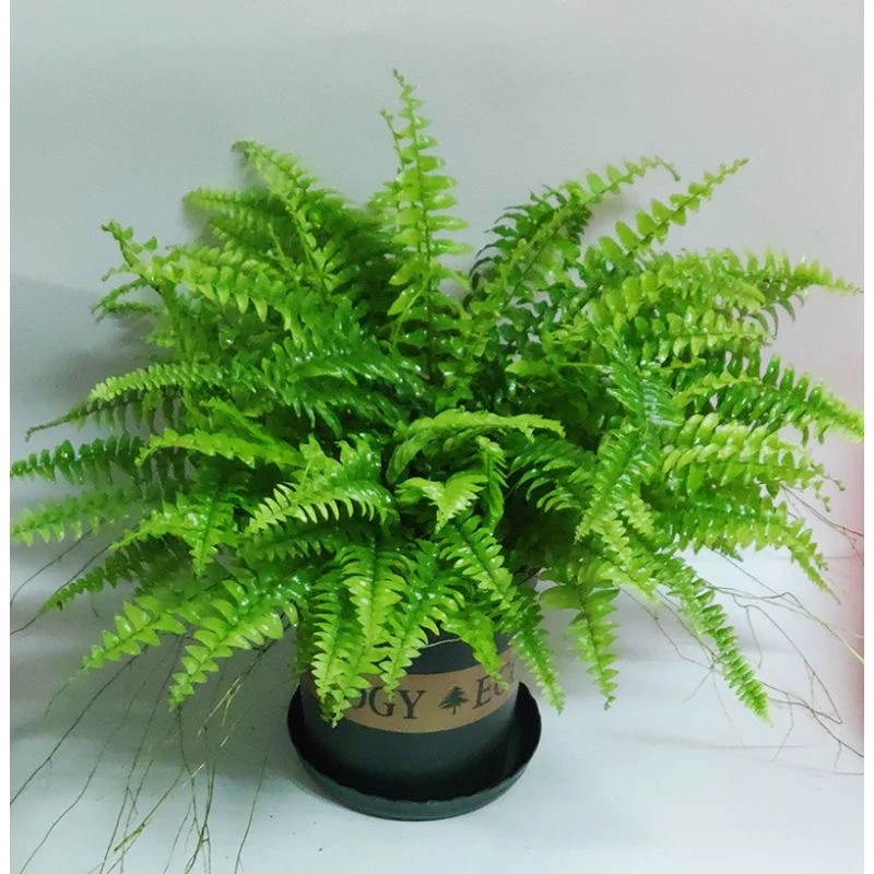 波士顿蕨盆栽垂吊驱蚊绿植物办公室内净化空气吸甲醛好养四季常青