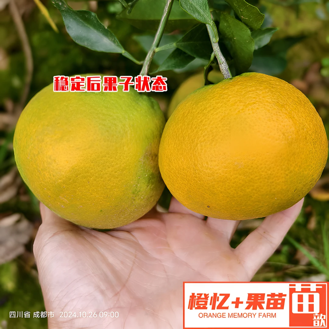 柑橘苗：爱媛46（阿蜜达）盆栽地栽均可丨【嫁接苗+早熟】