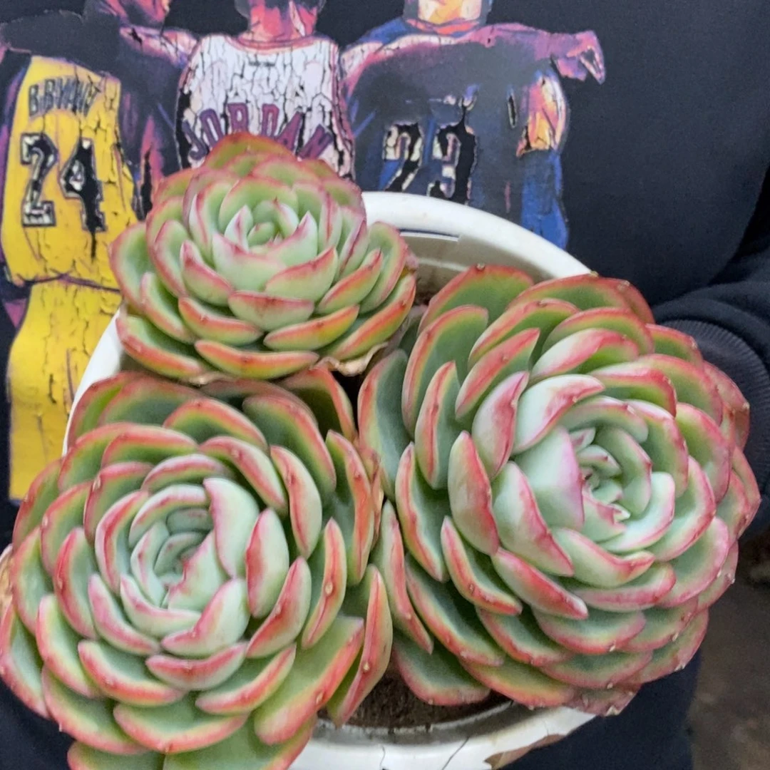 晨露三大头起发整桩